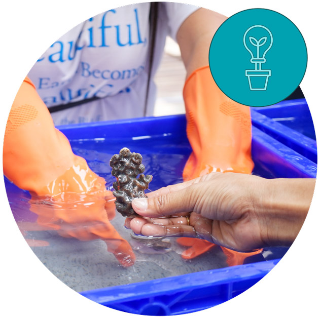 Person cleaning coral reef with innovative icon