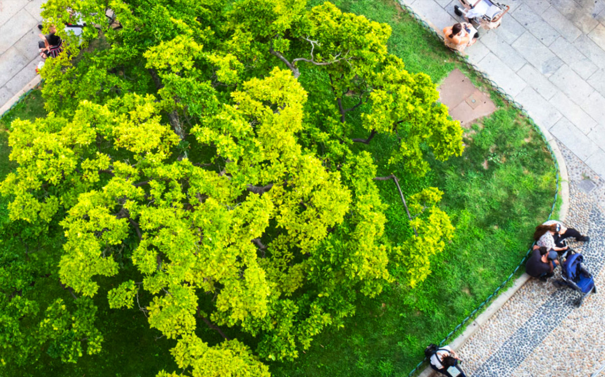 Bird's eye view of trees and people sitting on sidewalk